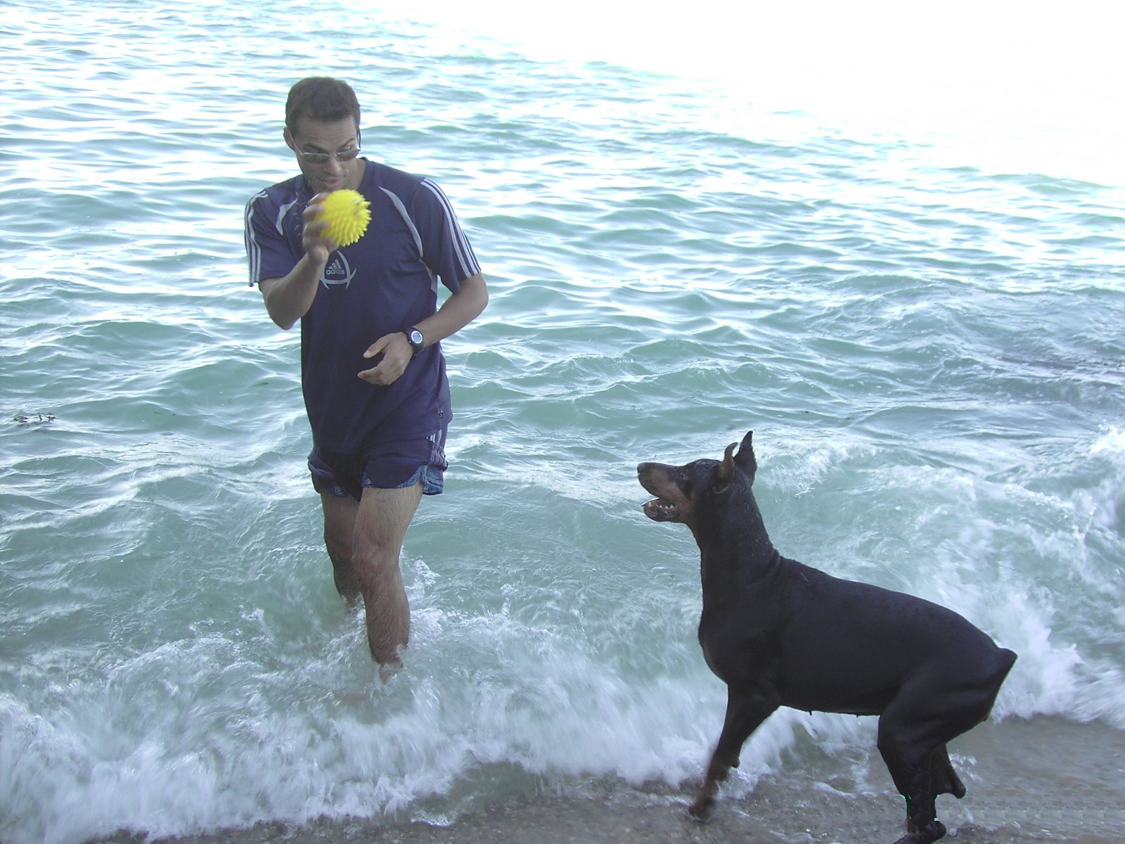 chien rencontre canine