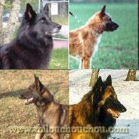 obéissance, éducation chiot groenendael, malinois, lakenois, tervueren