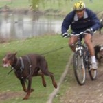 Mon mari et Montécristo en canivtt canivtt, canicross, activités sportives canines avec dobermann