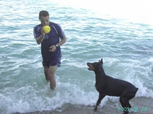 chien qui joue, chien et balle