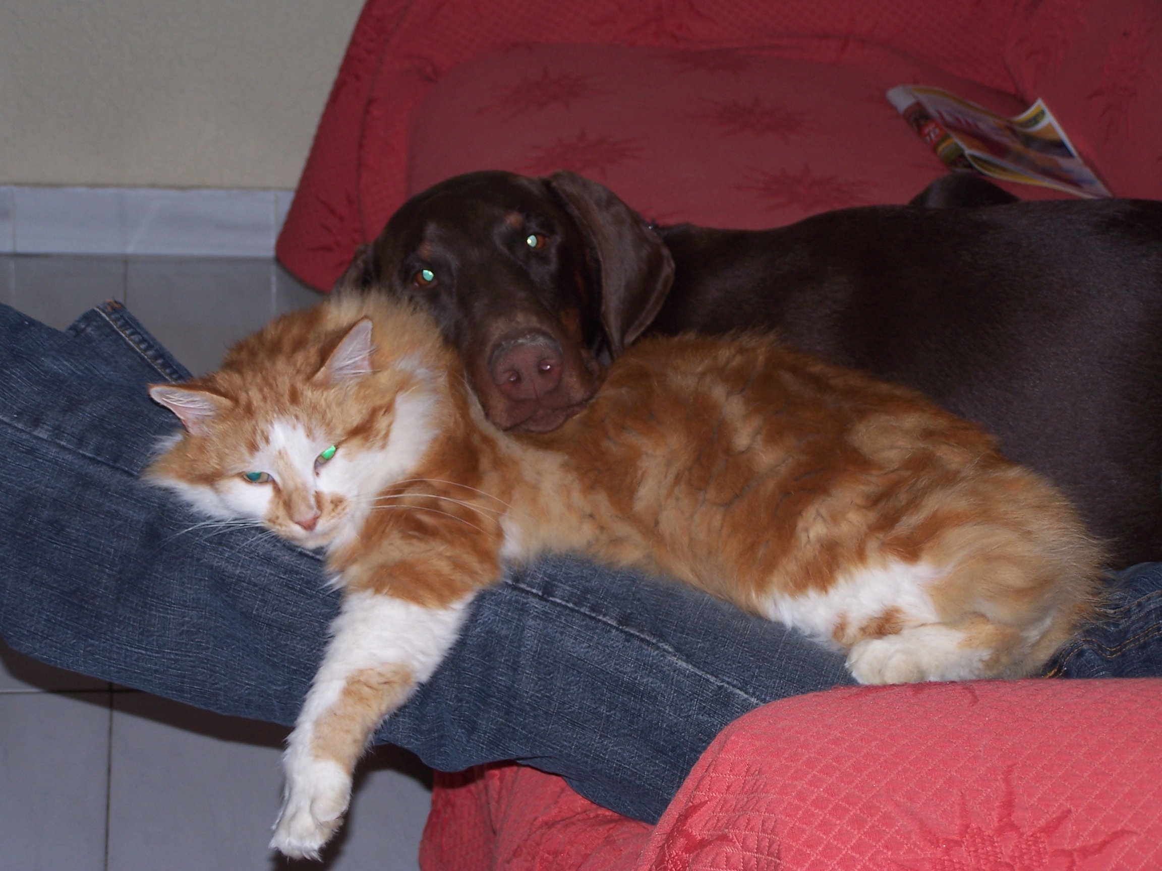 Cohabitation Chien Et Chat Comportementaliste Canin En île