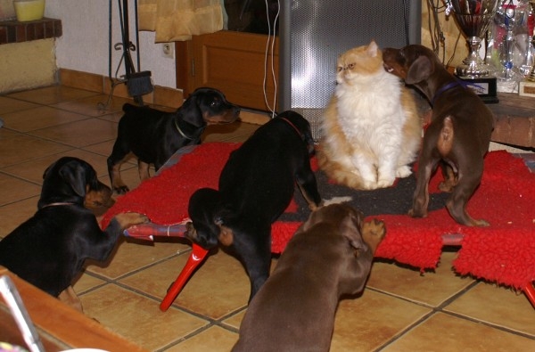 Cohabitation Chien Et Chat Comportementaliste Canin En île