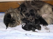 mère qui déplace ses chatons