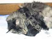 la chatte et ses petits