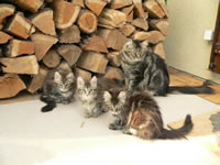 chatons âge sevrage