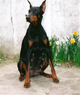 portée chiot, mise bas chienne