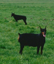 chienne naissance chiots
