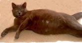chatte gestation