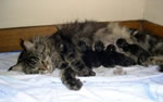femelle chat et ses chatons