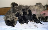 chaleurs chat, gestation chat