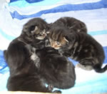 chatons stressés, chat stress