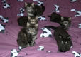 portée de chatons, chaton seul