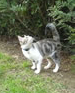 chat adulte, chat quart d'heure de folie, chaton qui fait des bêtises