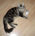 chat reproduction