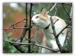 chat marquage