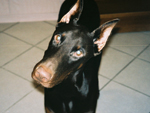 education canine, éduquer chien, club canin