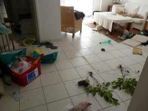 chien destructions, chien destructeur, chien ne supporte pas de rester seul, chien qui fait des bêtises, chien qui fait des dégâts, chien qui détruit