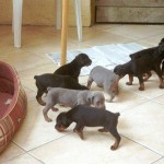choisir chiots en élevage se faire aider par un comportementaliste chien