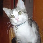 chat de gouttière, chaton âge sevrage, chat trouvé, chat perdu