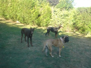 Garde et éducation chien à domicile