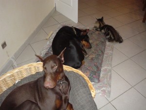 cohabitation entre chien adulte et chaton