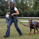 brevet obéissance chien, éducateur canin