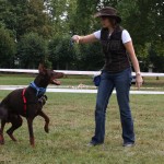 chien qui désobéit
