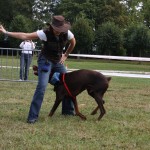 activité canine, activité avec son chien, concours d'obéissance canine