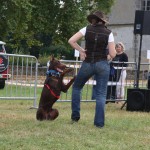 chien stressé