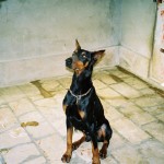 chien adulte adoption spa rééducation avec éducateur canin et comportementaliste