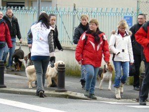 cours d'éducation canine collectif, sociabilité chien