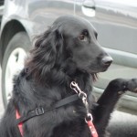 Flat Coat chien visiteur en maison de retraite, chien zoothérapie