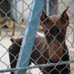 chien adoption en refuge choix avec educateur canin et comportementaliste