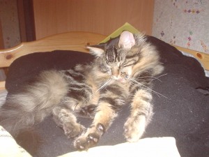 garde chat à domicile
