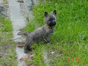 cours éducation et de sociabilisation pour chiot, maternelle et école du chiot, éduquer un chiot, éducation chiot