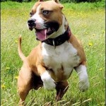 attestation d'aptitude chien seine et marne