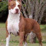 attestation d'aptitude chien seine et marne