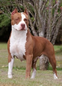 loi sur les chiens catégorisés