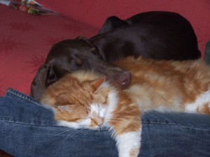 entente chien et chat