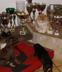 bagarre entre chien et chat