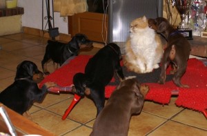 chien et chat ensemble