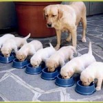 chiot de race en élevage test éducateur canin et comportementaliste chien
