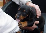 chiot qui mordille, mordillements chiot