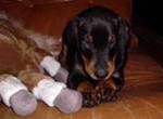 jouet chiot, os chiot