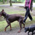 comportement agressif chiot
