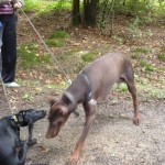 comportement canin
