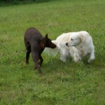 chien mauvaise communication canine, mauvaise sociabilisation