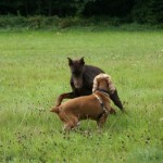 bagarres entre chiens adultes