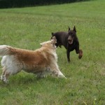 sociabilisation chiot