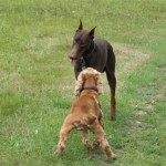 cours des chiots